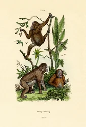 Orang-outan